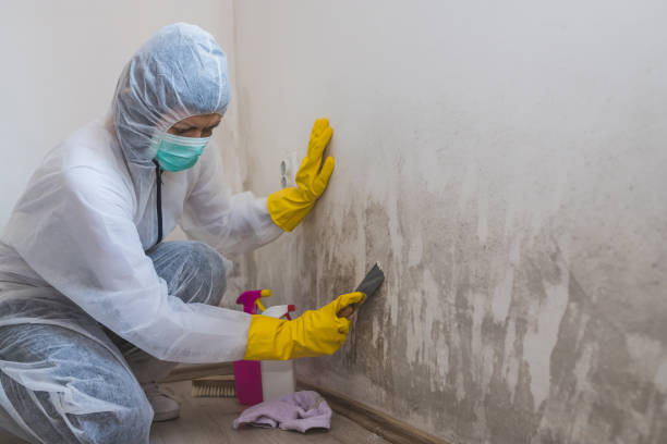 Best Mold Testing and Removal  in Five Corners, WA