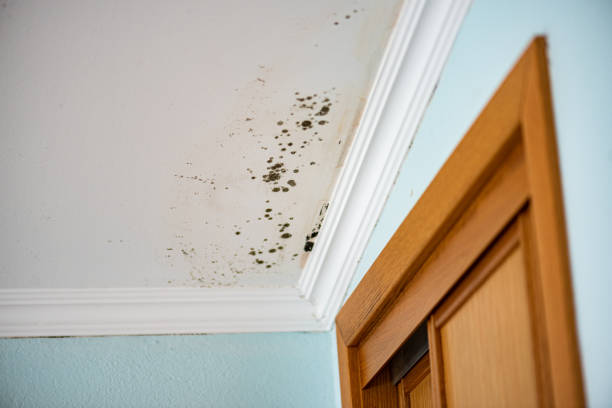 Best Commercial Mold Removal  in Five Corners, WA