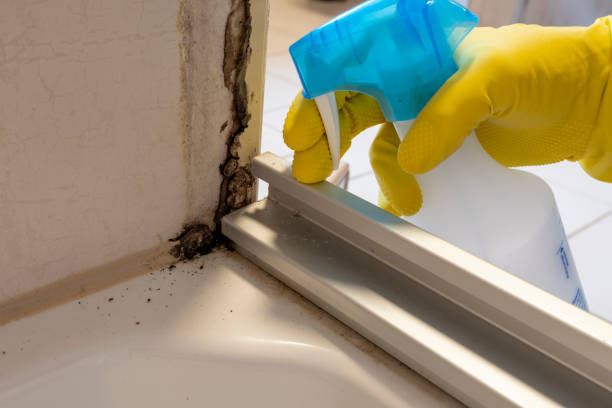 Best Best Mold Removal Companies  in Five Corners, WA