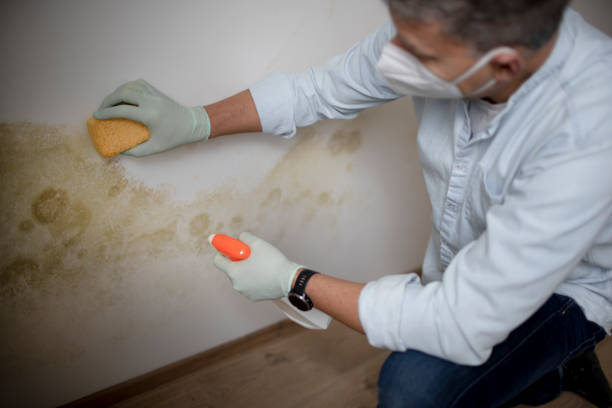 Best Black Mold Removal  in Five Corners, WA