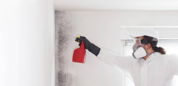 Best Local Mold Removal Service  in Five Corners, WA