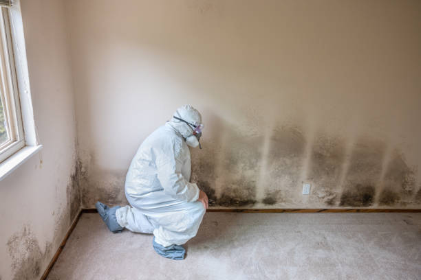 Professional Mold Removal in Five Corners, WA