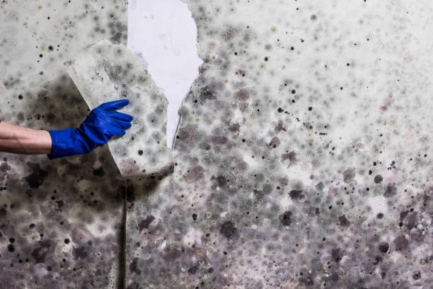 Best Toxic Mold Removal  in Five Corners, WA