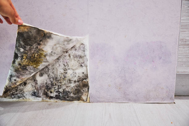 Best Black Mold Removal  in Five Corners, WA